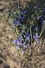 Iris lactea biglumis