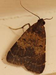 Hydrillodes dimissalis