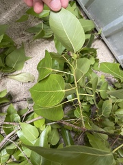 Eucalyptus platyphylla