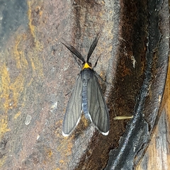 Ctenucha rubriceps