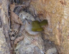 Camaroptera brachyura