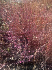 Lepidium perfoliatum