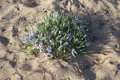 Iris lactea biglumis