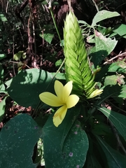 Barleria oenotheroides