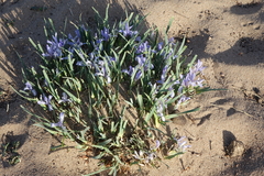 Iris lactea biglumis