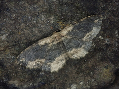 Microcalicha fumosaria