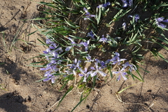 Iris lactea biglumis