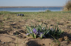 Iris lactea biglumis