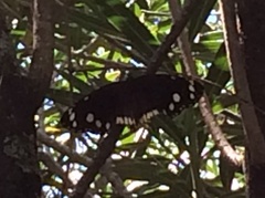 Euploea core corinna