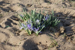 Iris lactea biglumis