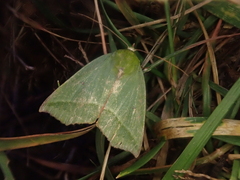 Clethrophora distincta