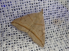 Zanclognatha griselda