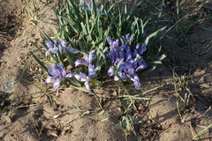 Iris lactea biglumis