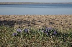 Iris lactea biglumis