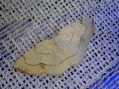 Lomographa simplicior