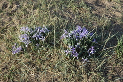 Iris lactea biglumis