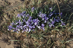 Iris lactea biglumis