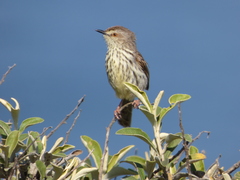 Prinia maculosa maculosa