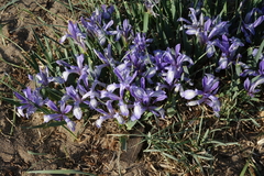 Iris lactea biglumis