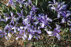 Iris lactea biglumis