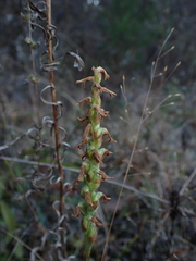 Spiranthes