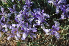 Iris lactea biglumis