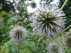 Echinops bannaticus
