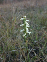 Spiranthes