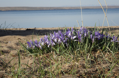 Iris lactea biglumis