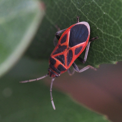 Graptostethus servus