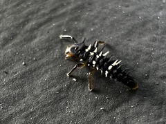 Harmonia sedecimnotata