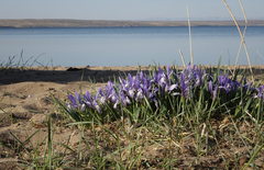Iris lactea biglumis