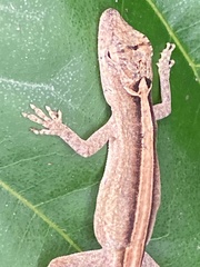 Anolis