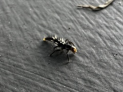 Harmonia sedecimnotata