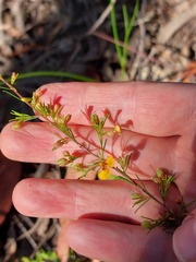 Dillwynia tenuifolia
