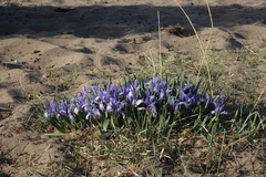 Iris lactea biglumis