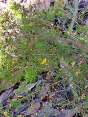 Dillwynia tenuifolia
