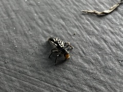 Harmonia sedecimnotata