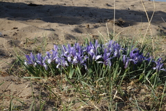 Iris lactea biglumis
