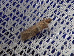 Conobathra tricolorella