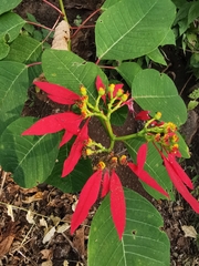 Euphorbia pulcherrima