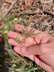 Bossiaea rhombifolia