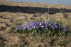 Iris lactea biglumis
