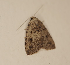 Tolpia conscitulana