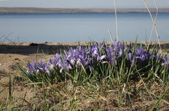 Iris lactea biglumis