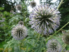 Echinops bannaticus