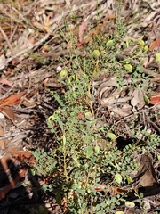 Bossiaea rhombifolia