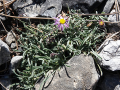 Erigeron clokeyi