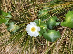 Ranunculus lyallii