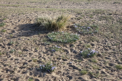 Iris lactea biglumis